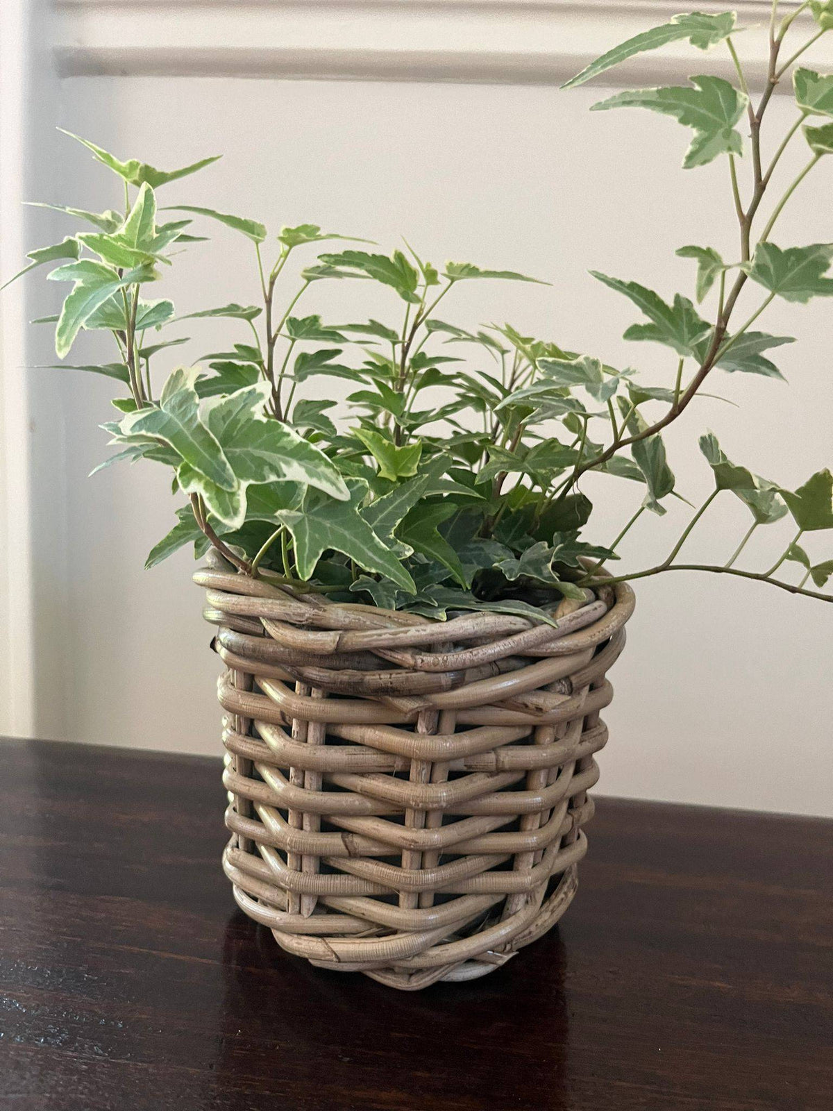 Rattan Flower Pot Basket with Plastic Inner